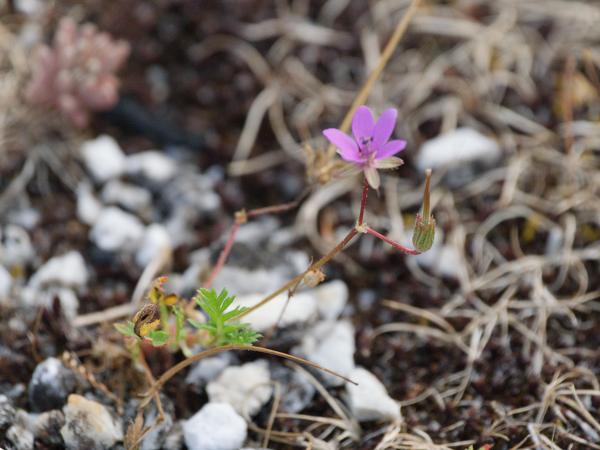 <h3><a href="/trips/Greece/biota/plantae/tracheophyta/magnoliopsida/geraniales/geraniaceae/erodium cicutarium/erodium cicutarium-nl.html">Erodium&nbsp;cicutarium</a> / Common&nbsp;stork's‑bill / Duinreigersbek</h3>OM-1 Mark II met OLYMPUS M.150-400mm F4.5 TC, 1/2000 sec  bij F5.6, ISO 2500, afstand 1.9&nbsp;m